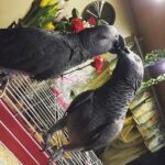 African Grey Parrot