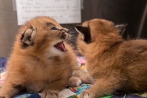 Caracal Cat For Sale