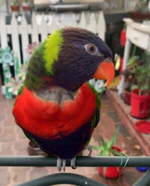 Eclectus Parrot