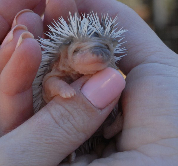 Baby Hedgehog - Image 2