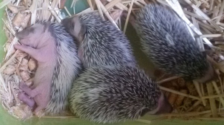 Baby Hedgehog - Image 4