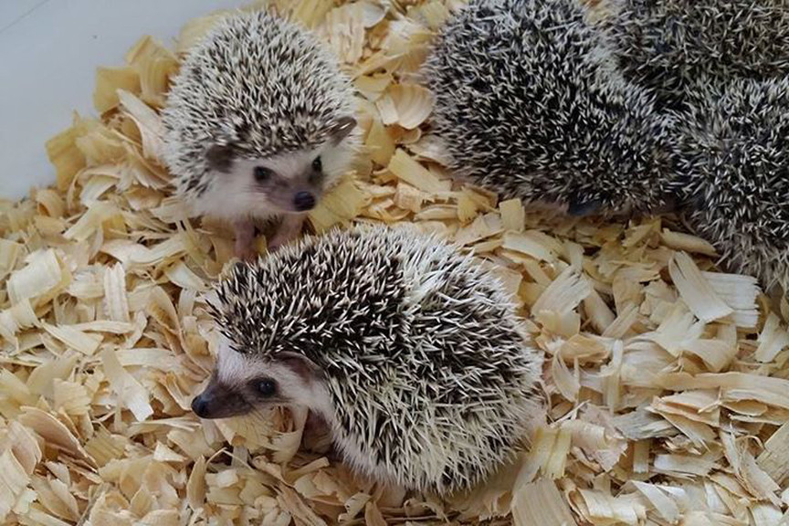 Baby Hedgehog - Image 3