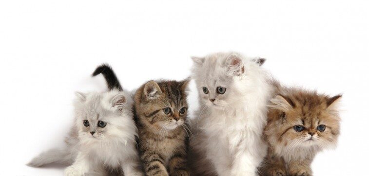 exotic kittens