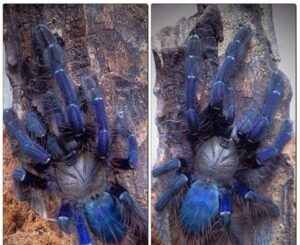 Singapore Blue Tarantula