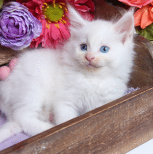 Maine Coon Kittens