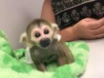 Baby Squirrel Monkey