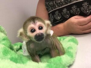 Baby Squirrel Monkey